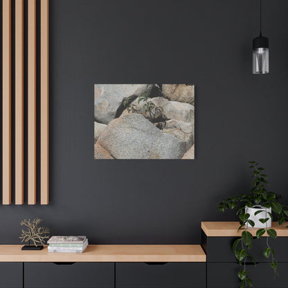 Desert Plant Survives - Unique Frameless Canvas Wall Art