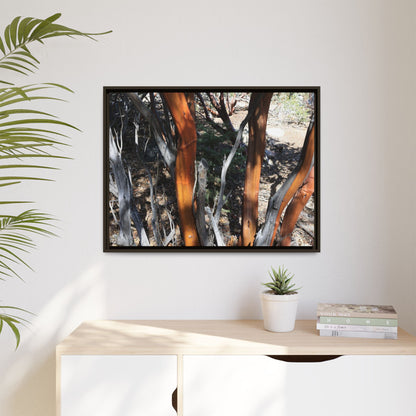 Eucalyptus Grove - Unique Stretched Canvas Wall Art