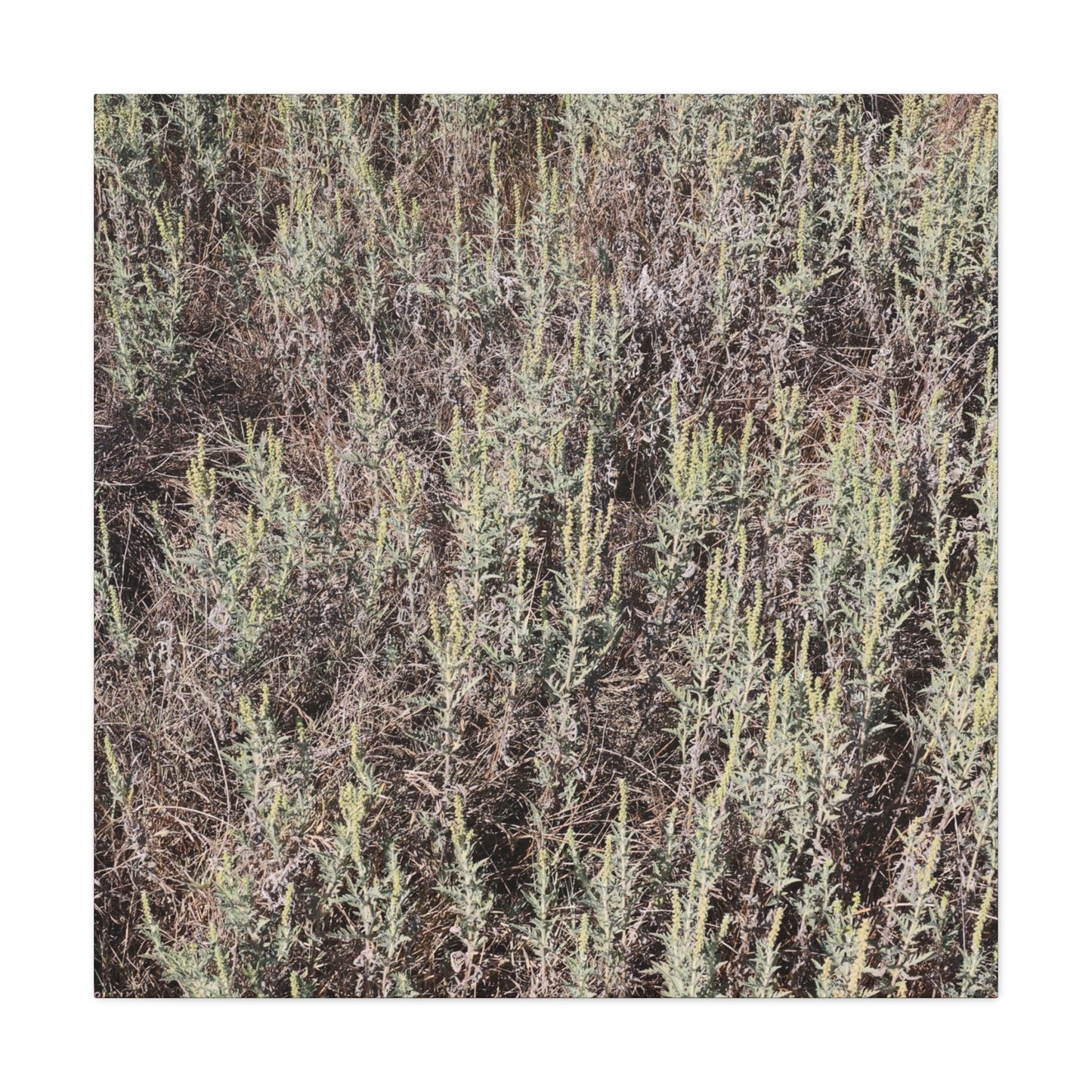 Whispers in the Sage - Unique Stretched Canvas Wall Art - Art By Earth