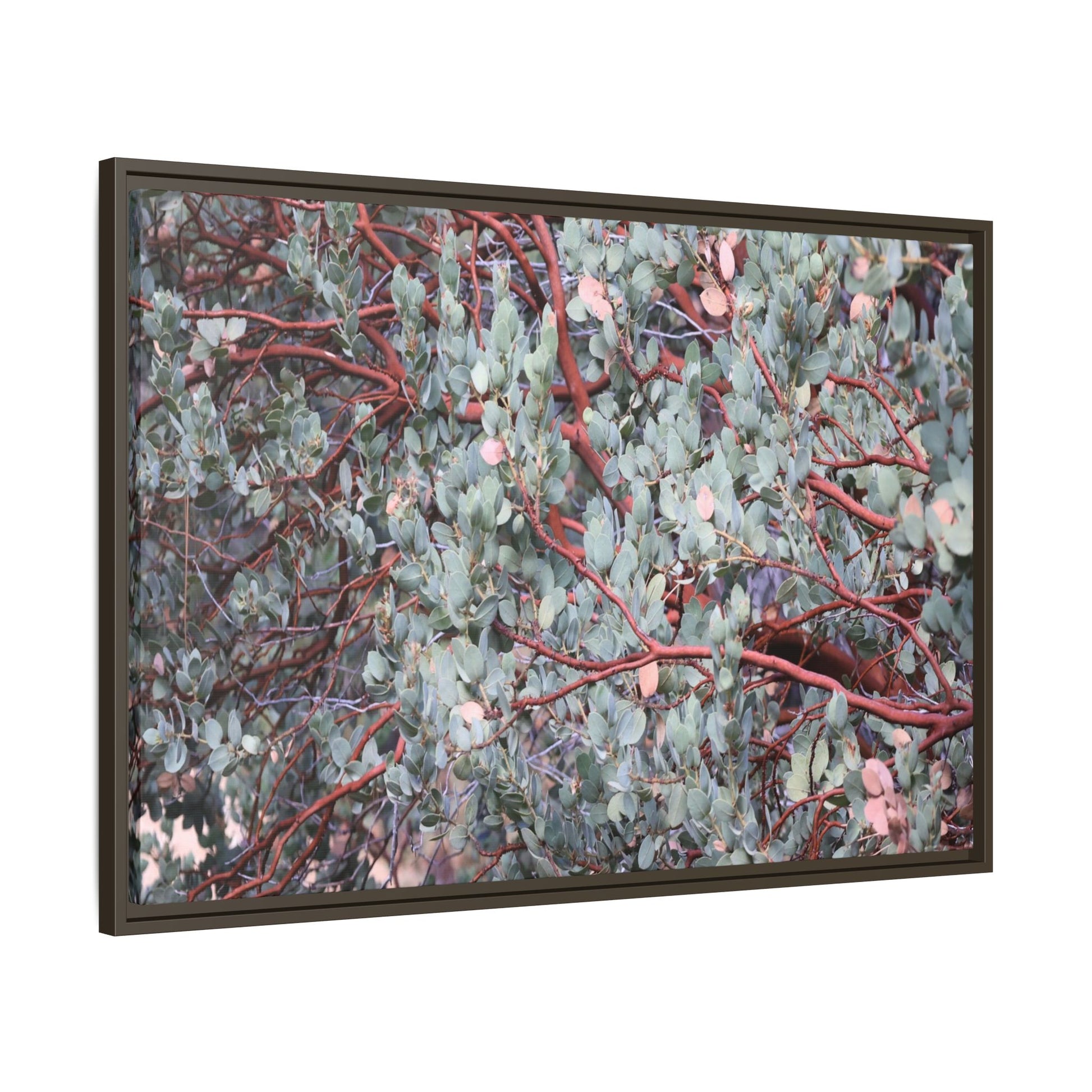 Whispers of Sage - Unique Stretched Canvas Wall Art - Art By Earth