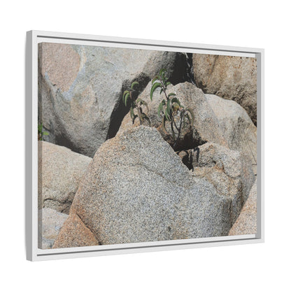 Desert Plant Thriving Among Rocks - Unique Stretched Canvas Wall Art