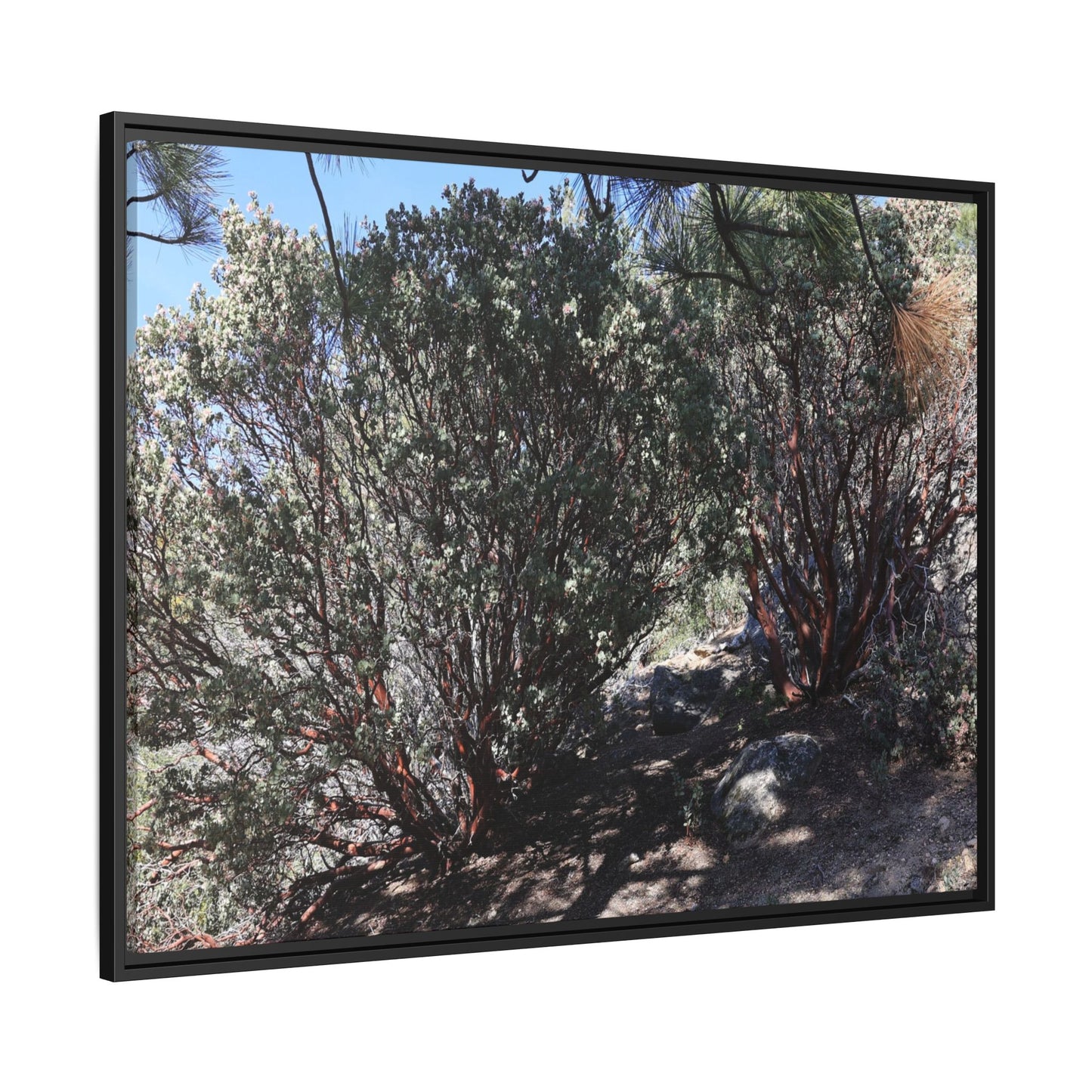 Desert Trail Through Blooming Manzanita - Unique Stretched Canvas Wall Art