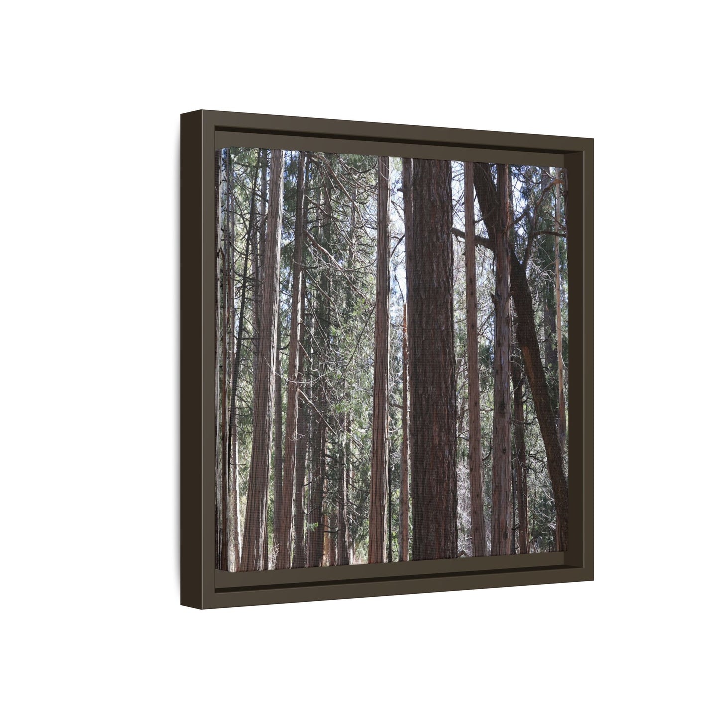 Forest Cathedral - Unique Stretched Canvas Wall Art - Art By Earth