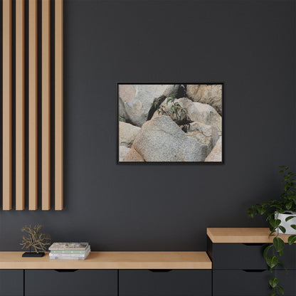 Desert Plant Thriving Among Rocks - Unique Stretched Canvas Wall Art