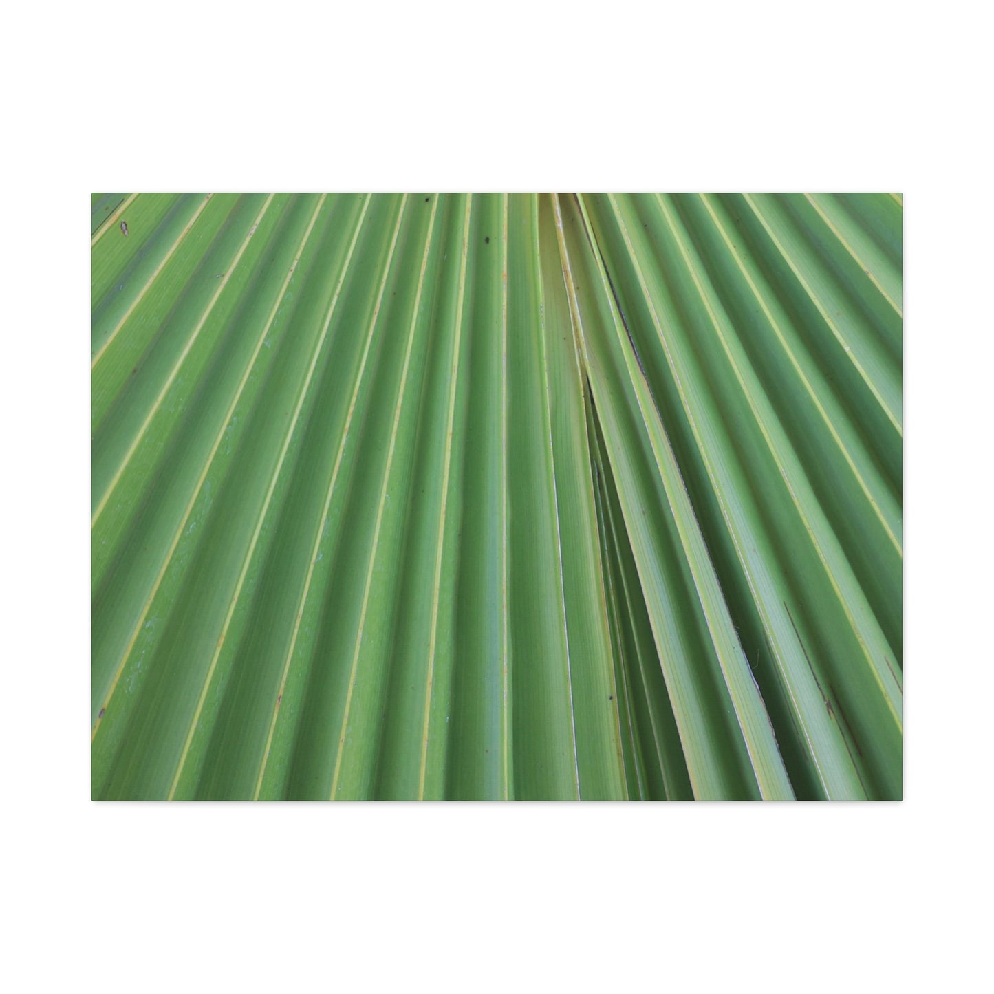 Fan of Green - Unique Frameless Canvas Wall Art - Art By Earth