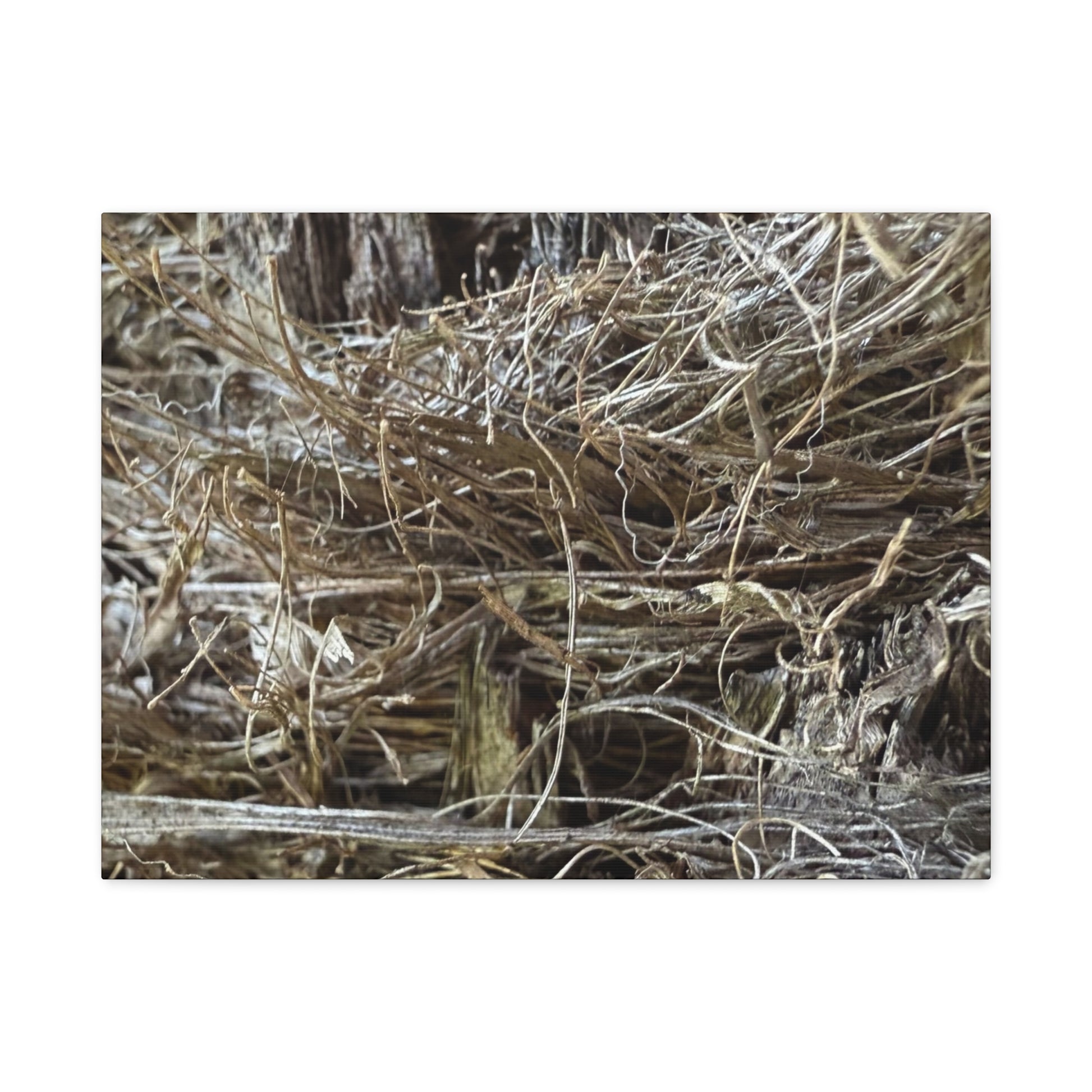 Whispers in Dry Grass - Unique Frameless Canvas Wall Art - Art By Earth