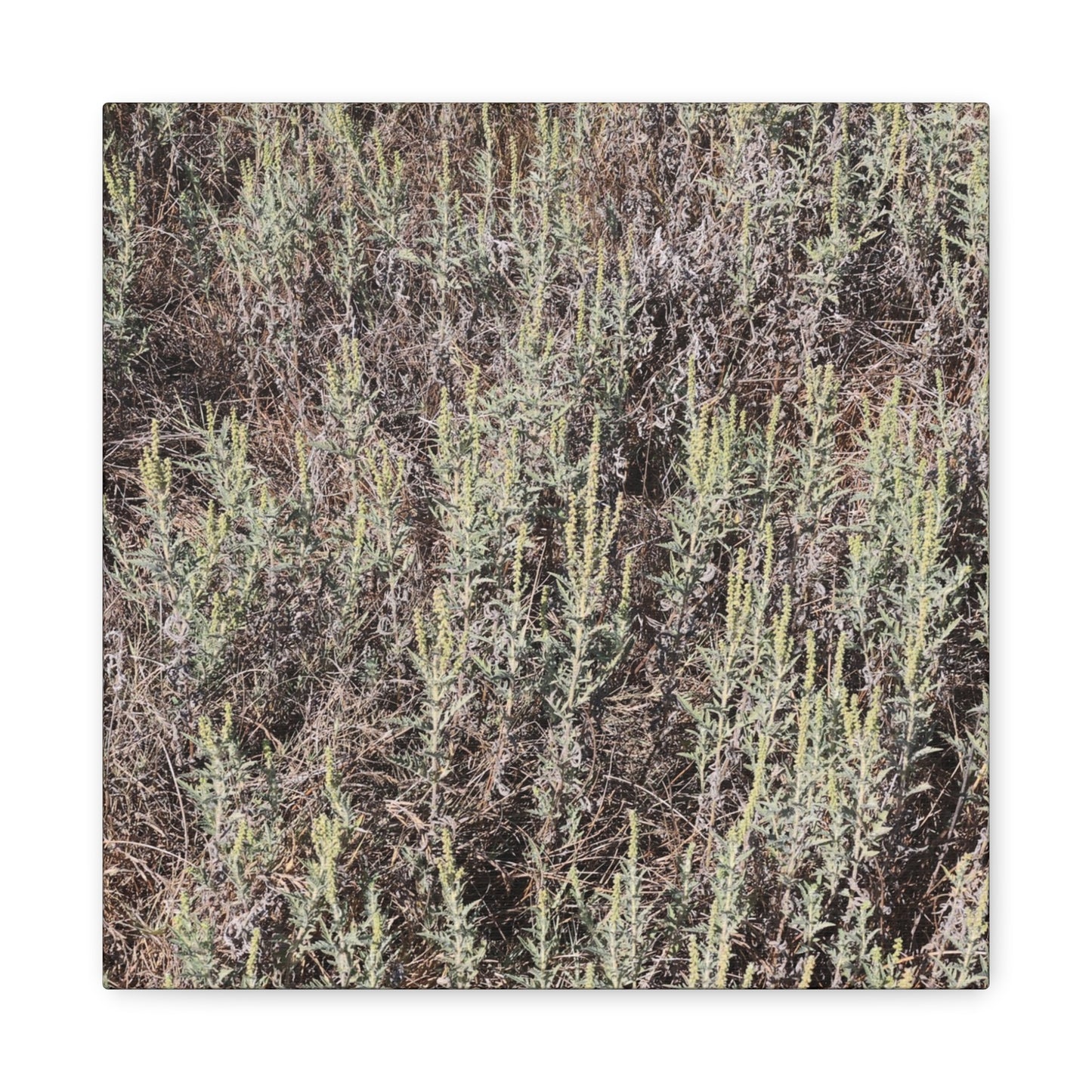 Whispers in the Sage - Unique Stretched Canvas Wall Art - Art By Earth