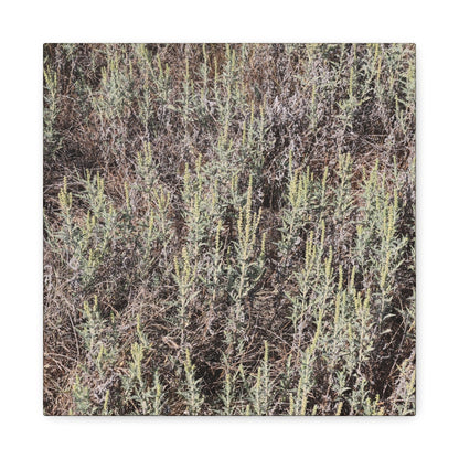 Whispers in the Sage - Unique Stretched Canvas Wall Art - Art By Earth