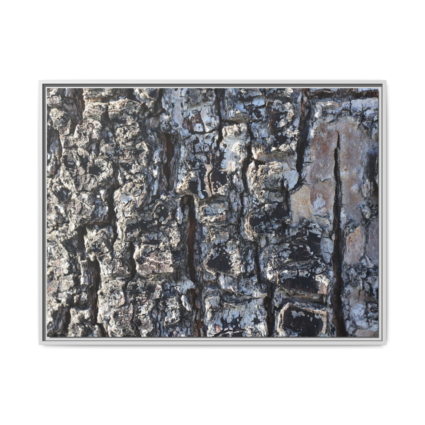 The Bark Chronicles - Unique Stretched Canvas Wall Art - Art By Earth