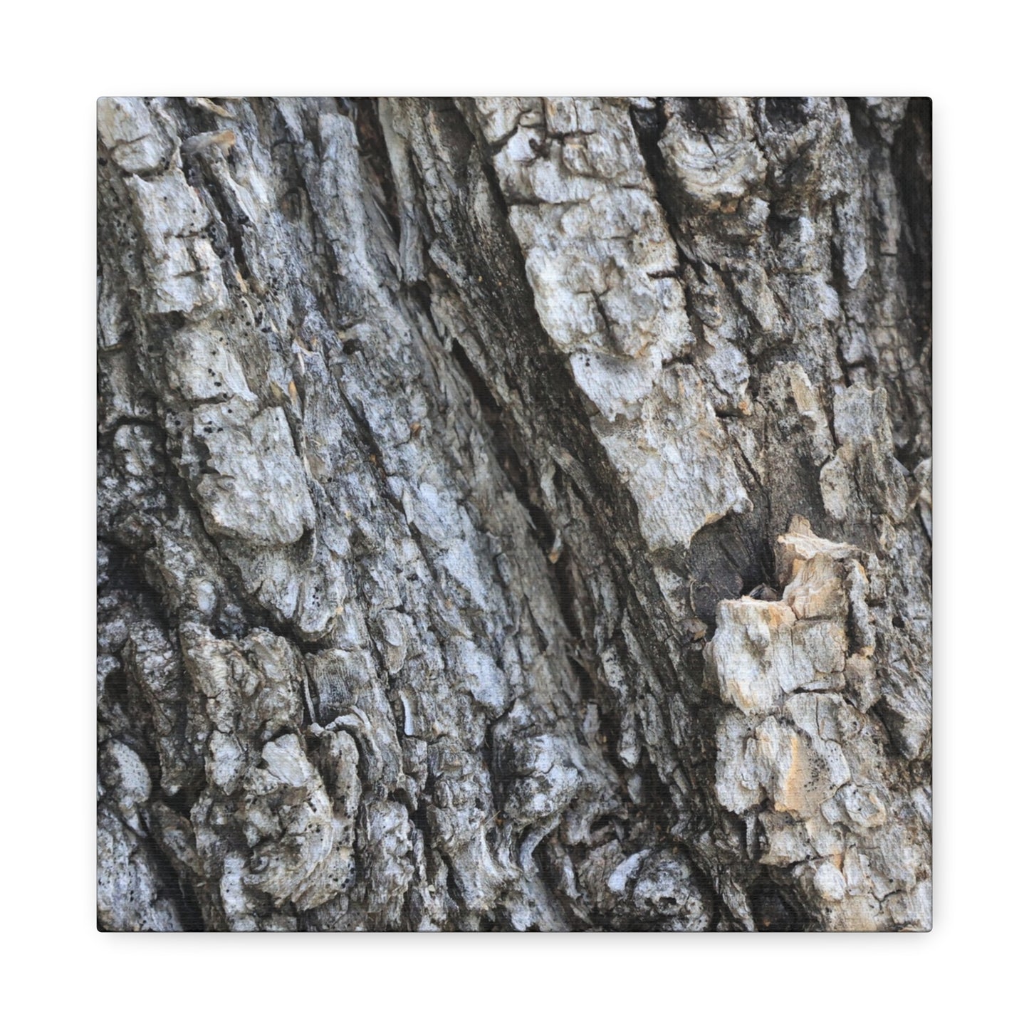 Nature's Rough Embrace - Unique Frameless Canvas Wall Art - Art By Earth