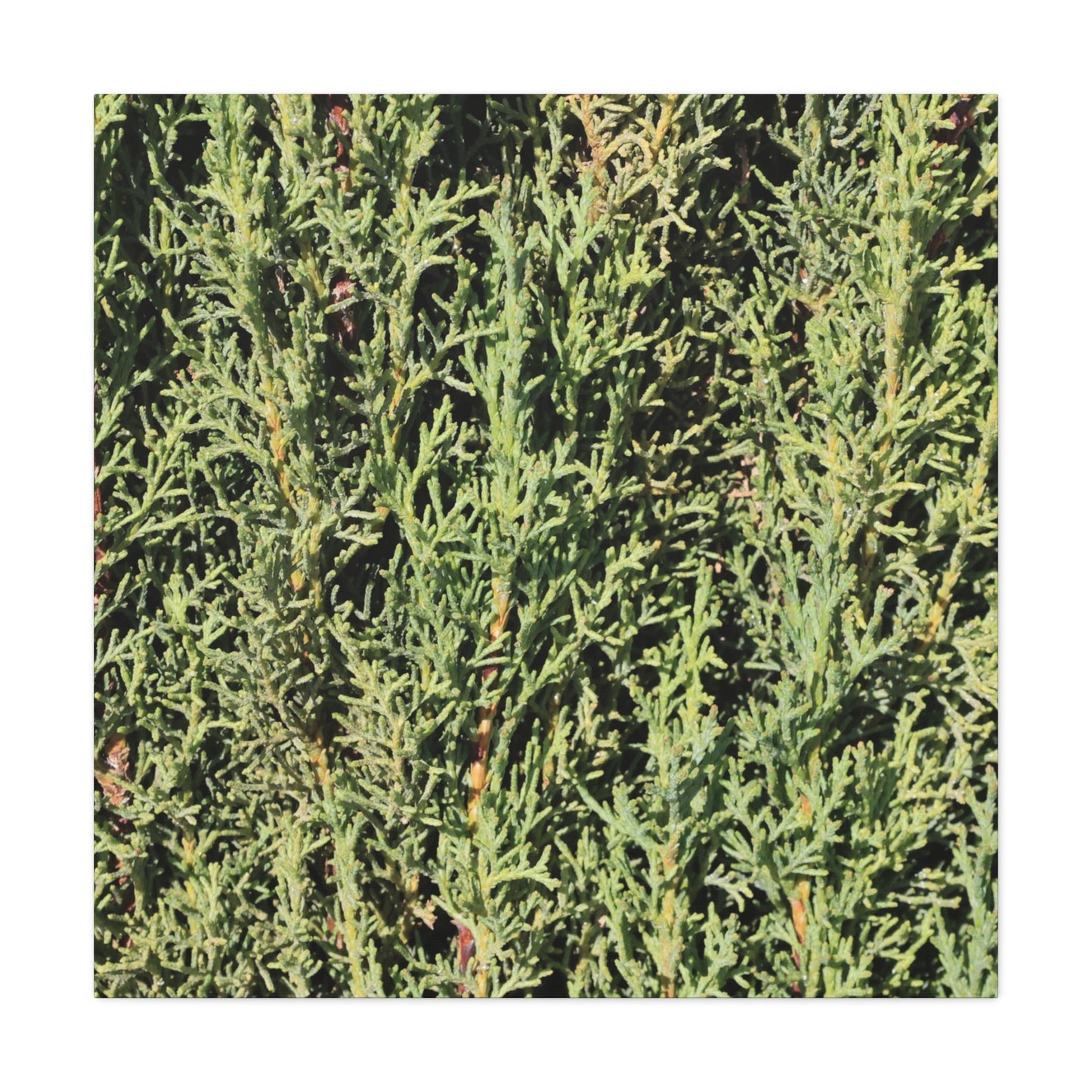 Emerald Tapestry - Unique Frameless Canvas Wall Art - Art By Earth