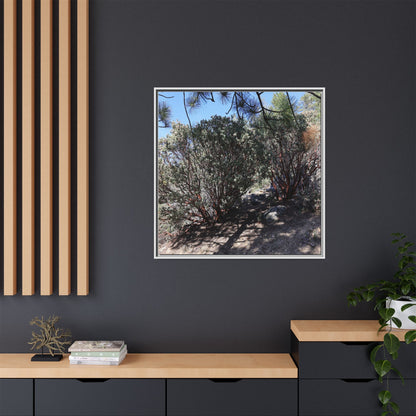 Desert Trail Through Blooming Manzanita - Unique Stretched Canvas Wall Art