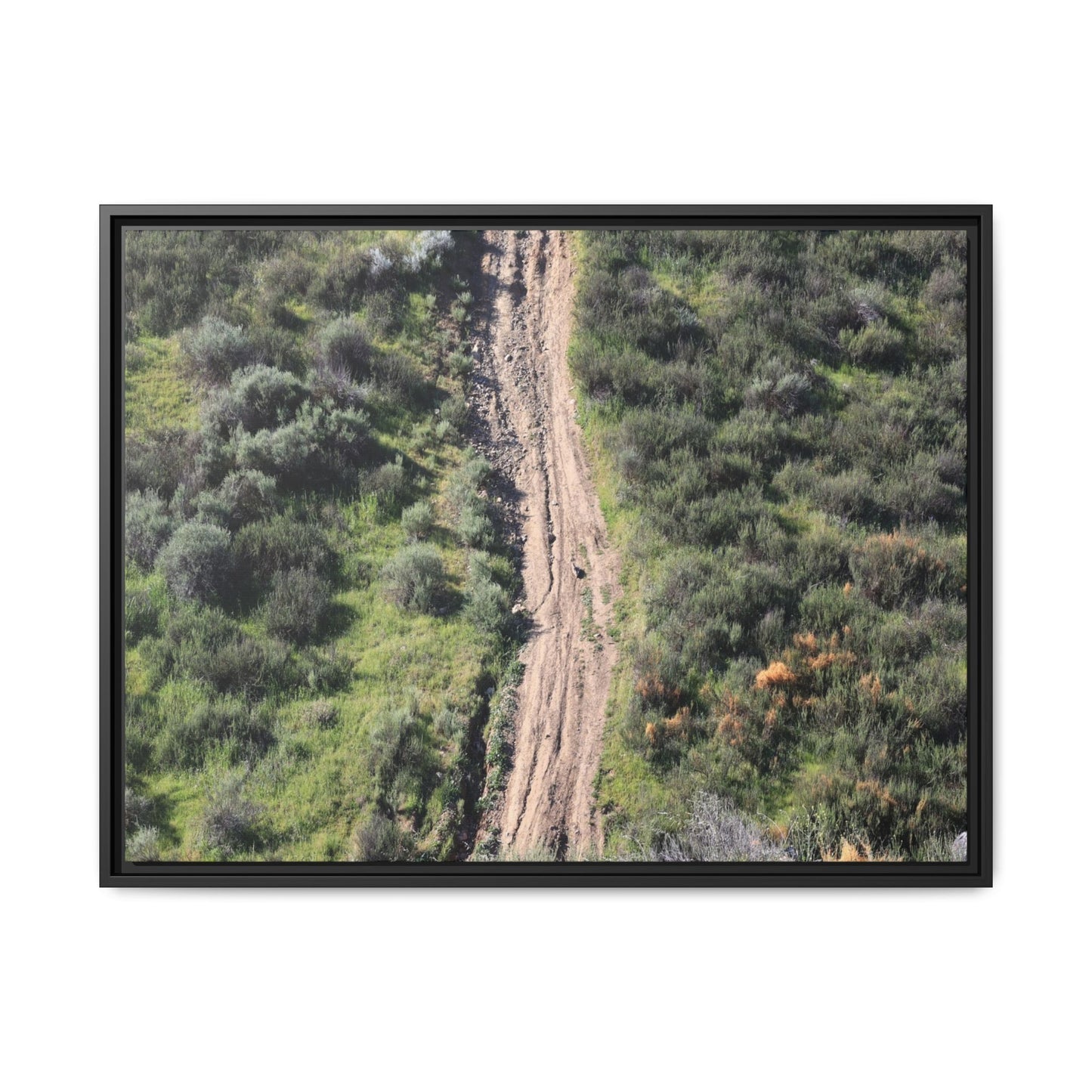 Desert Path Through Sage - Unique Stretched Canvas Wall Art - Art By Earth