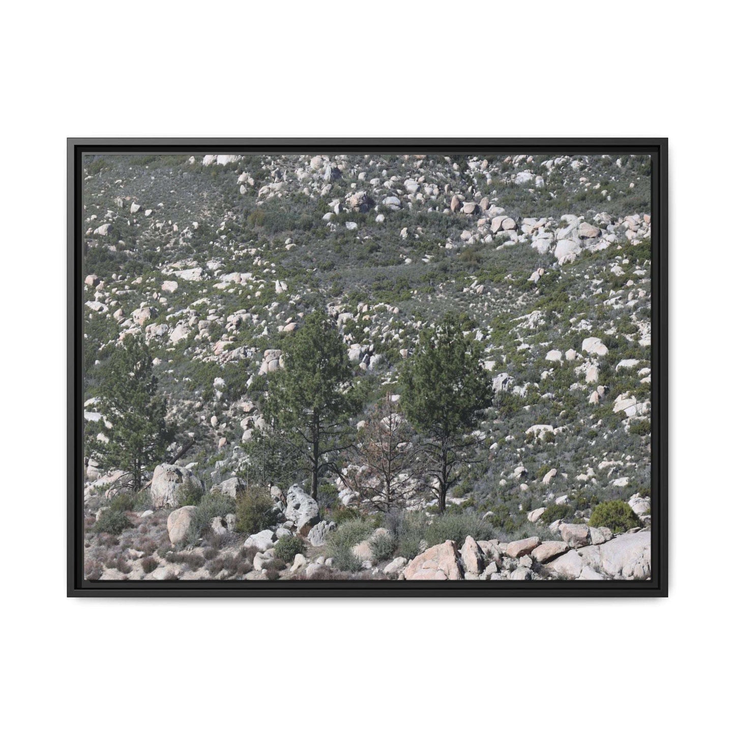 Rocky Hillside with Pine Trees - Unique Stretched Canvas Wall Art - Art By Earth
