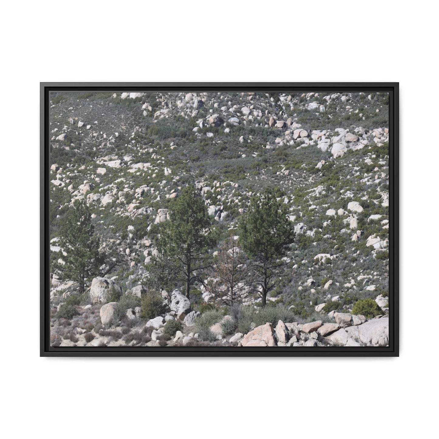 Rocky Hillside with Pine Trees - Unique Stretched Canvas Wall Art - Art By Earth