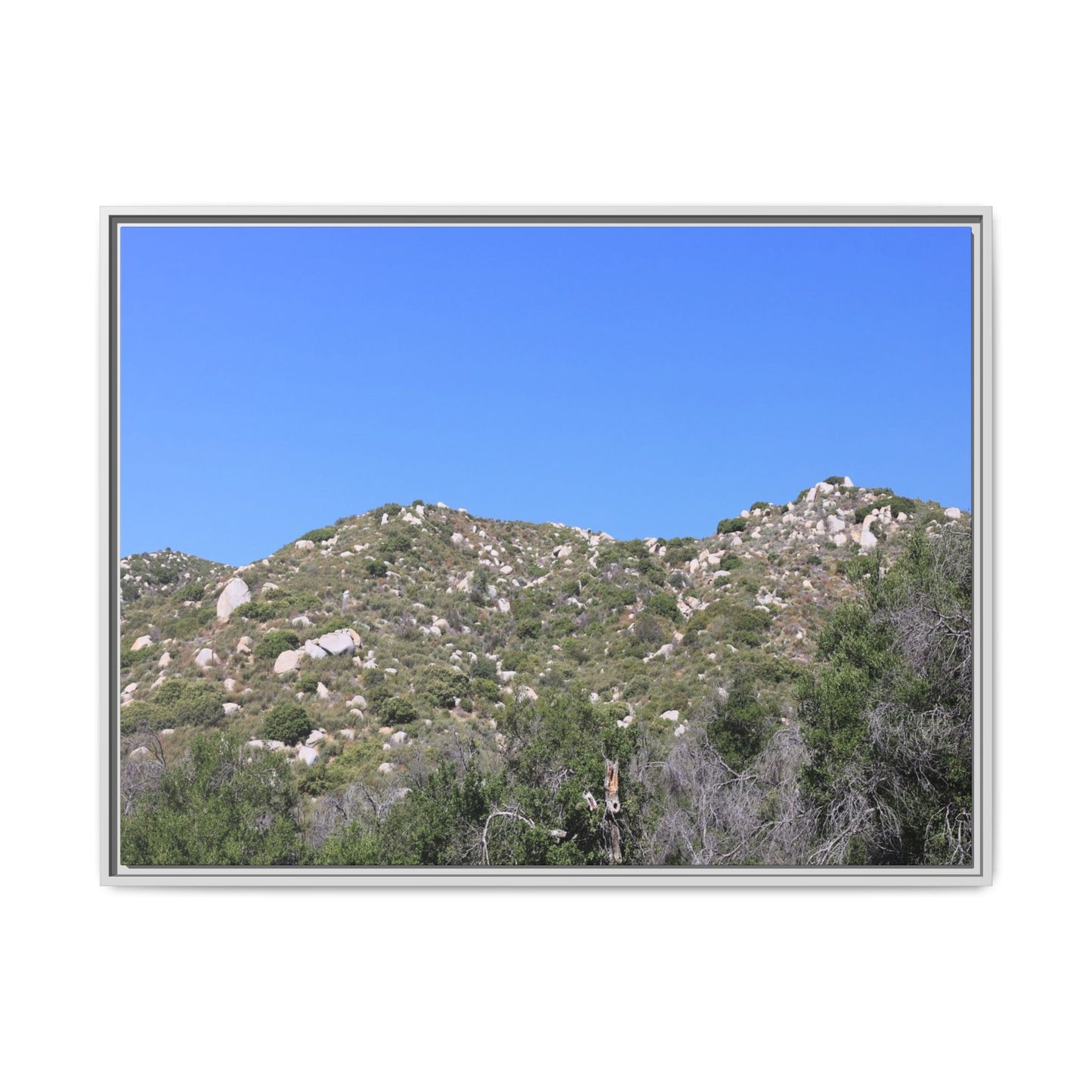 Sparse Vegetation - Unique Stretched Canvas Wall Art