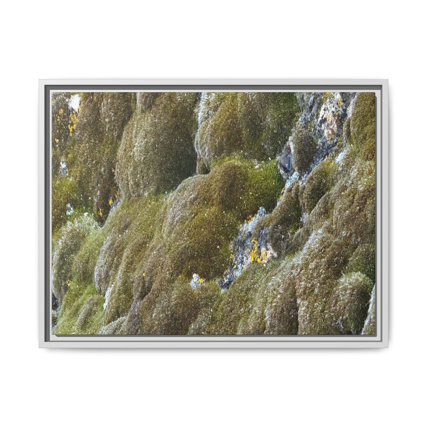 Moss Symphony - Unique Stretched Canvas Wall Art