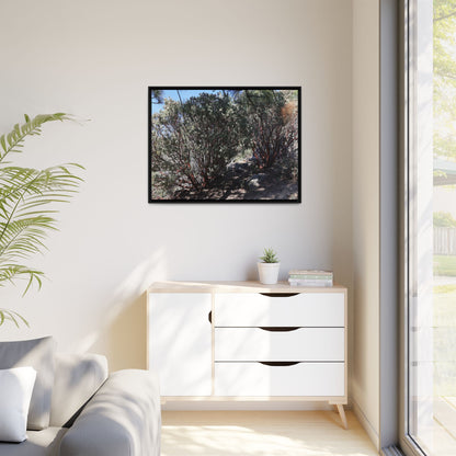 Desert Trail Through Blooming Manzanita - Unique Stretched Canvas Wall Art