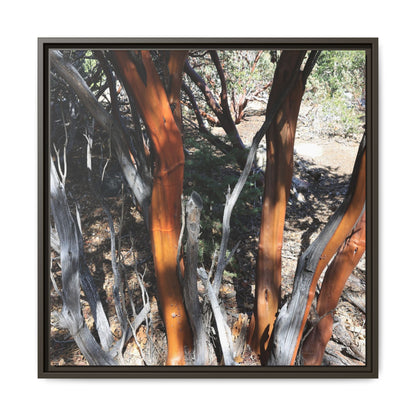 Eucalyptus Grove - Unique Stretched Canvas Wall Art