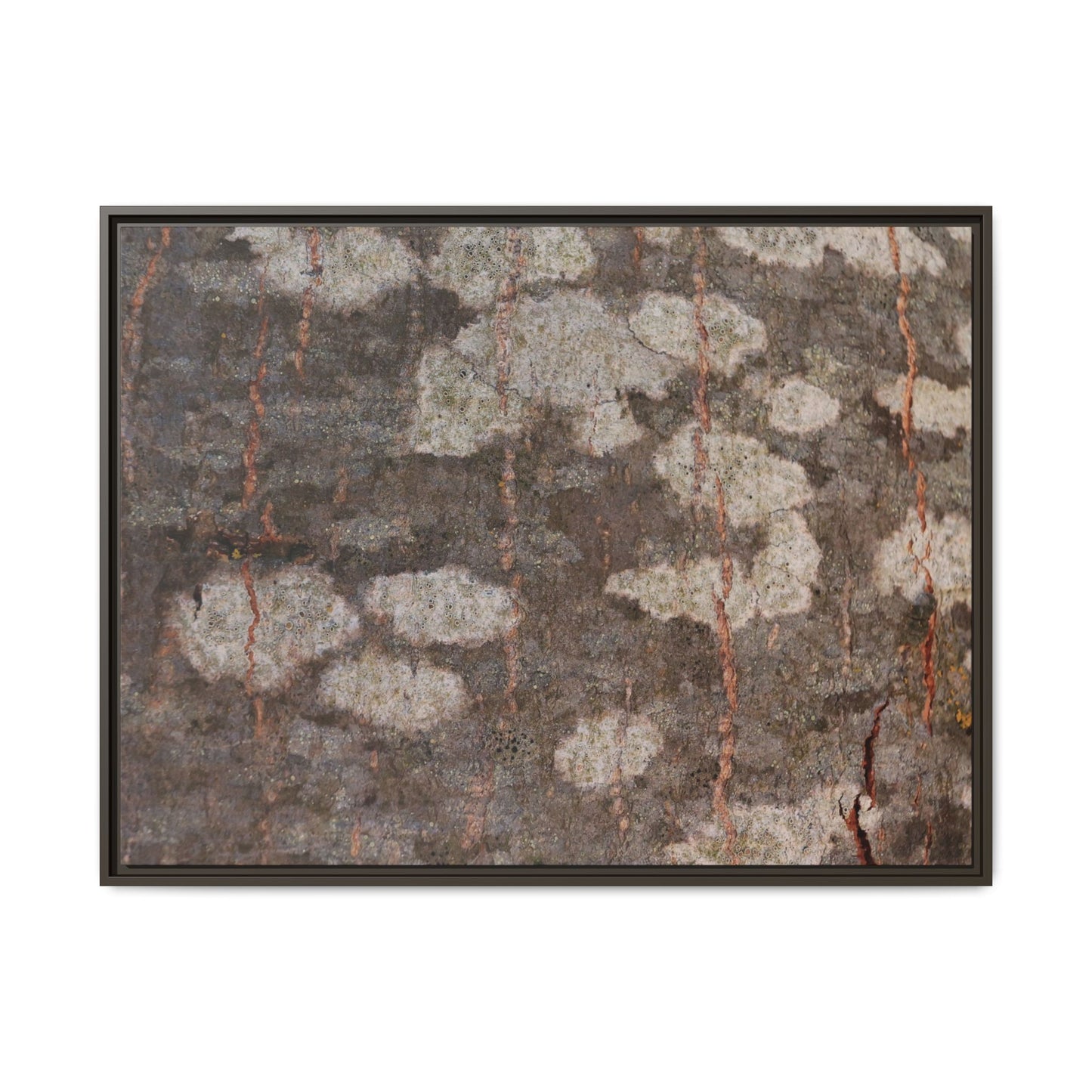 Lichen's Legacy - Unique Stretched Canvas Wall Art - Art By Earth