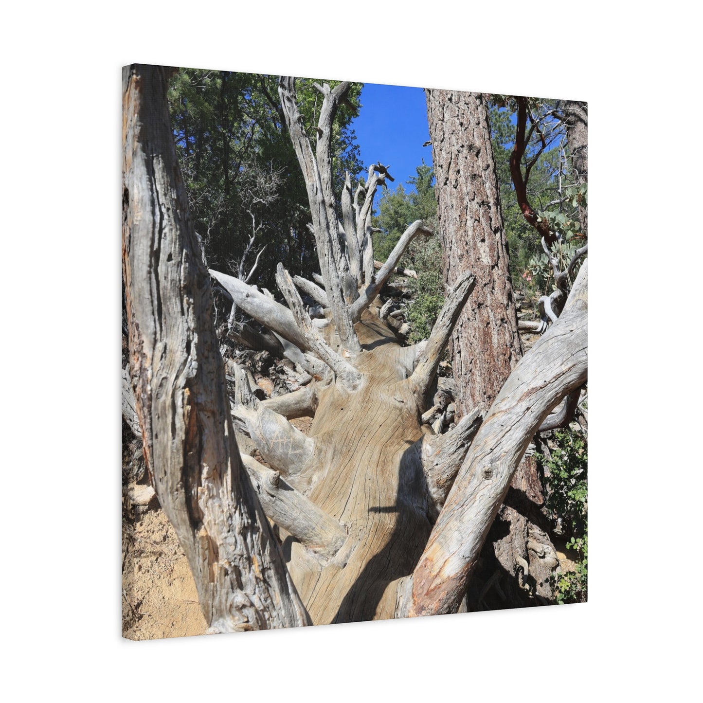 Twisted Roots - Unique Frameless Canvas Wall Art