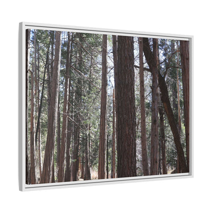 Forest Cathedral - Unique Stretched Canvas Wall Art - Art By Earth