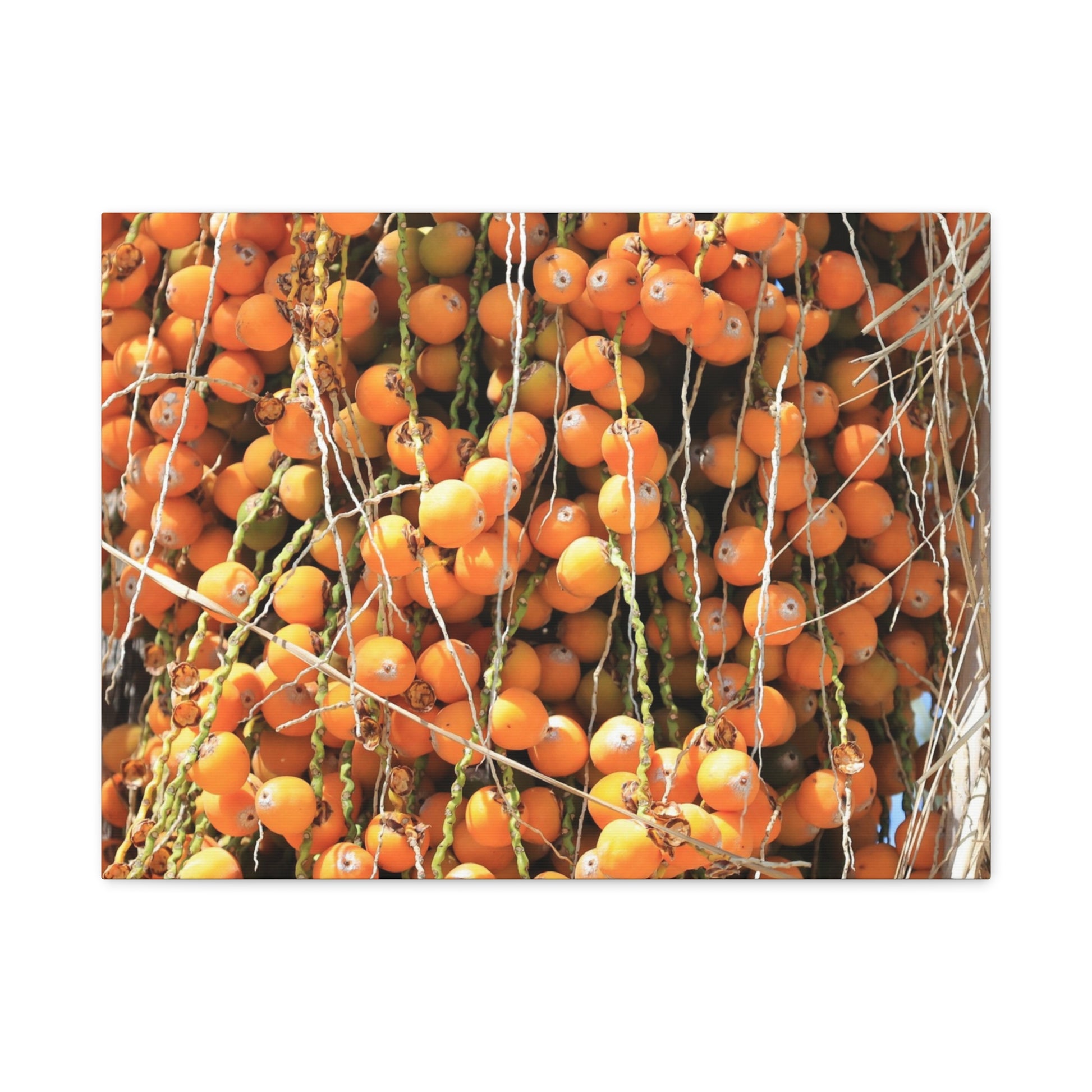 Orange Harvest - Unique Frameless Canvas Wall Art - Art By Earth