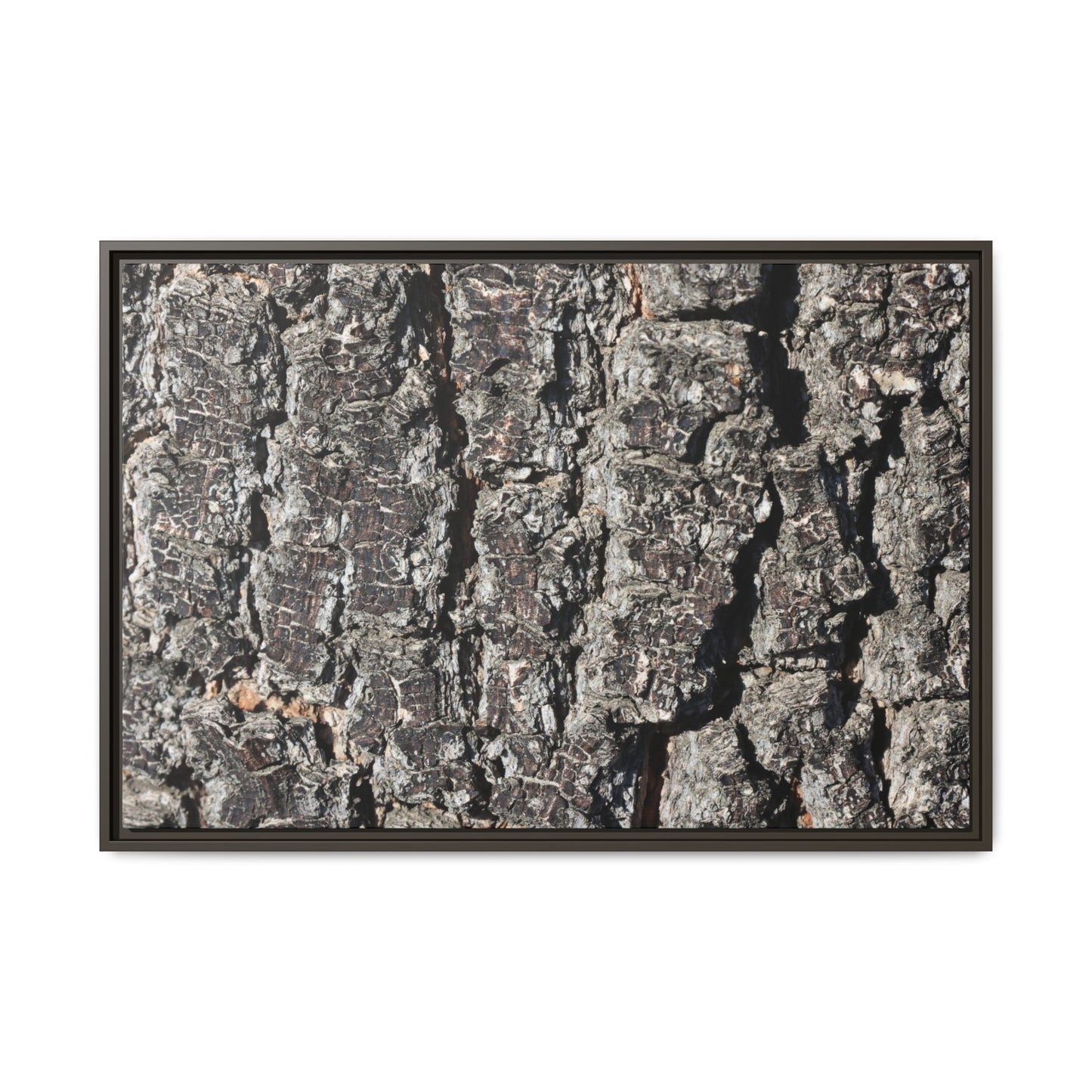 Bark Study in Gray - Unique Stretched Canvas Wall Art - Art By Earth