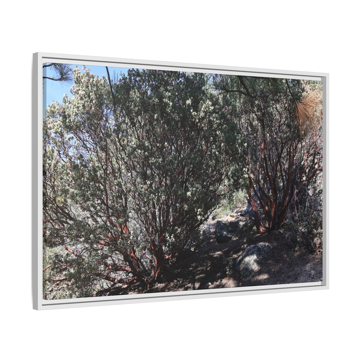 Desert Trail Through Blooming Manzanita - Unique Stretched Canvas Wall Art