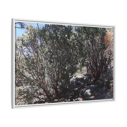 Desert Trail Through Blooming Manzanita - Unique Stretched Canvas Wall Art