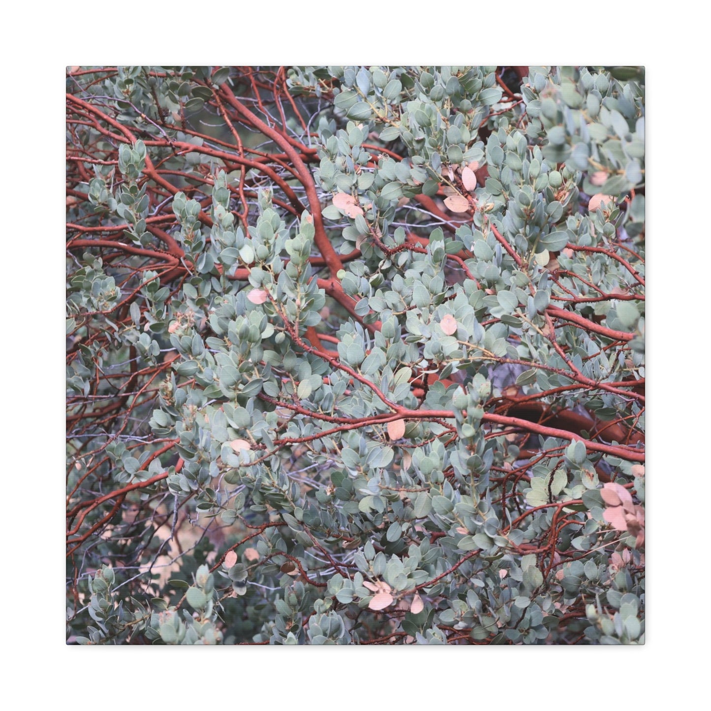 Whispers of Silver and Rust - Unique Frameless Canvas Wall Art - Art By Earth