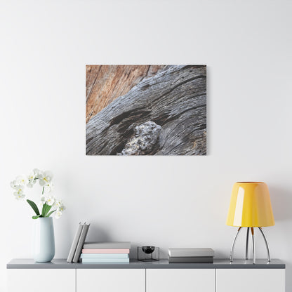 Tree Bark Texture - Unique Frameless Canvas Wall Art - Art By Earth