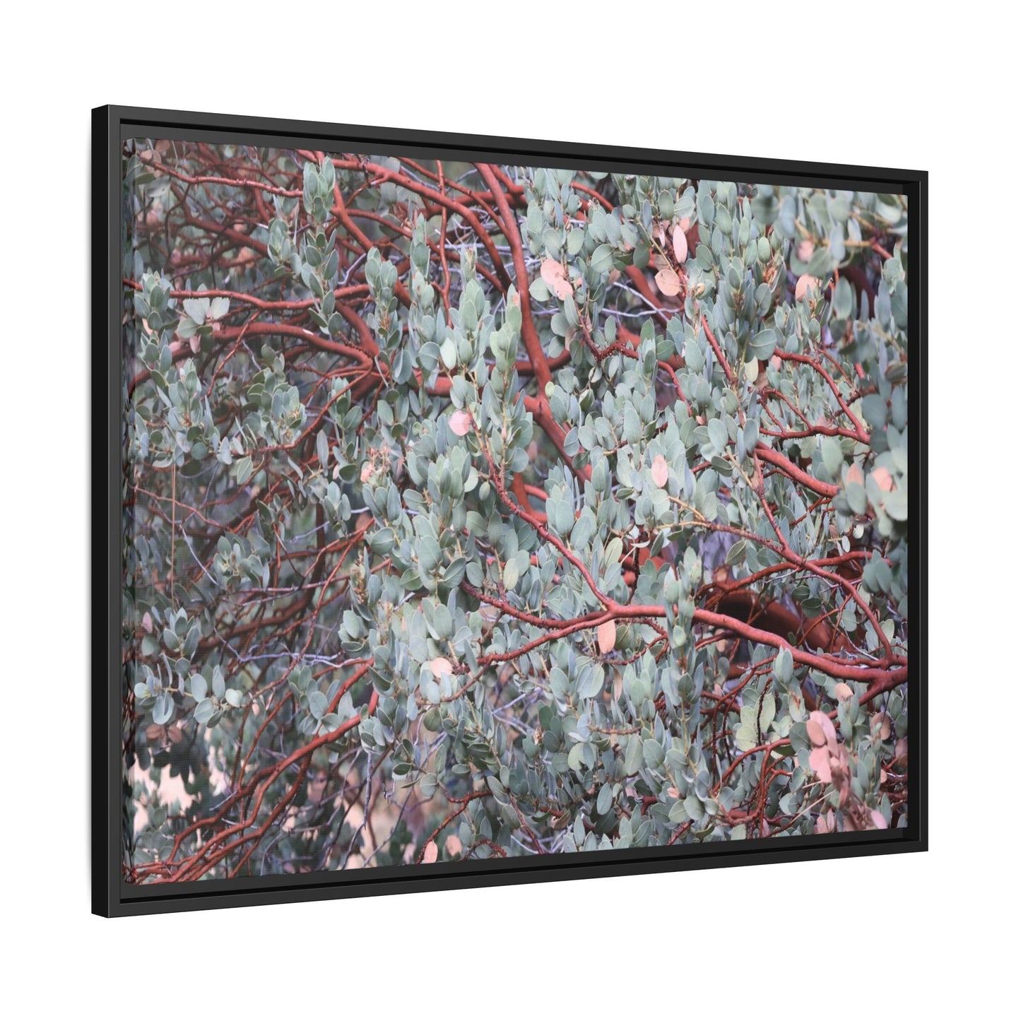 Whispers of Sage - Unique Stretched Canvas Wall Art - Art By Earth