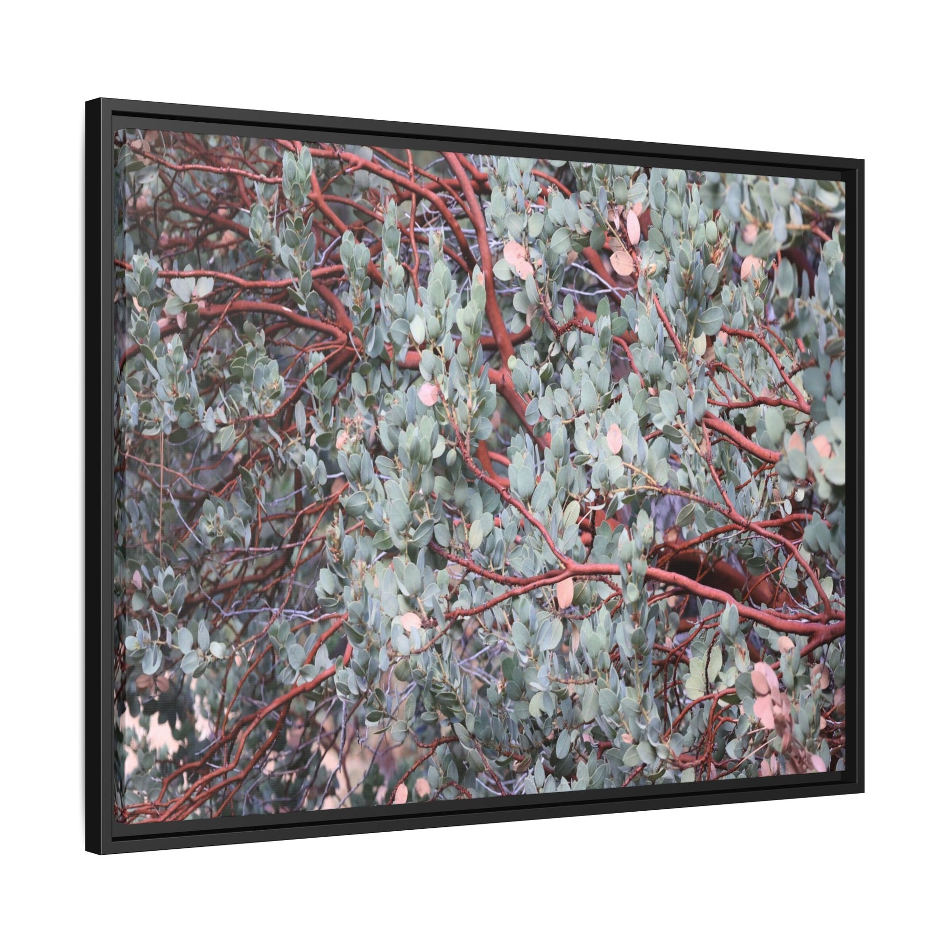 Whispers of Sage - Unique Stretched Canvas Wall Art - Art By Earth