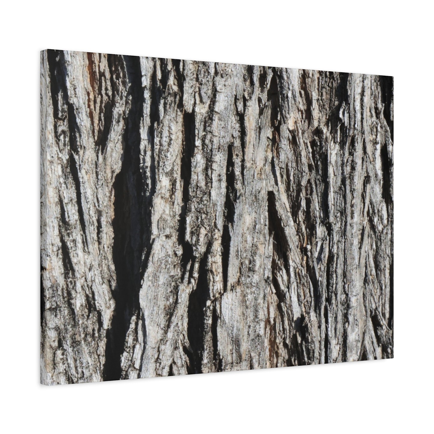 Bark Layers in Monochrome - Unique Frameless Canvas Wall Art - Art By Earth