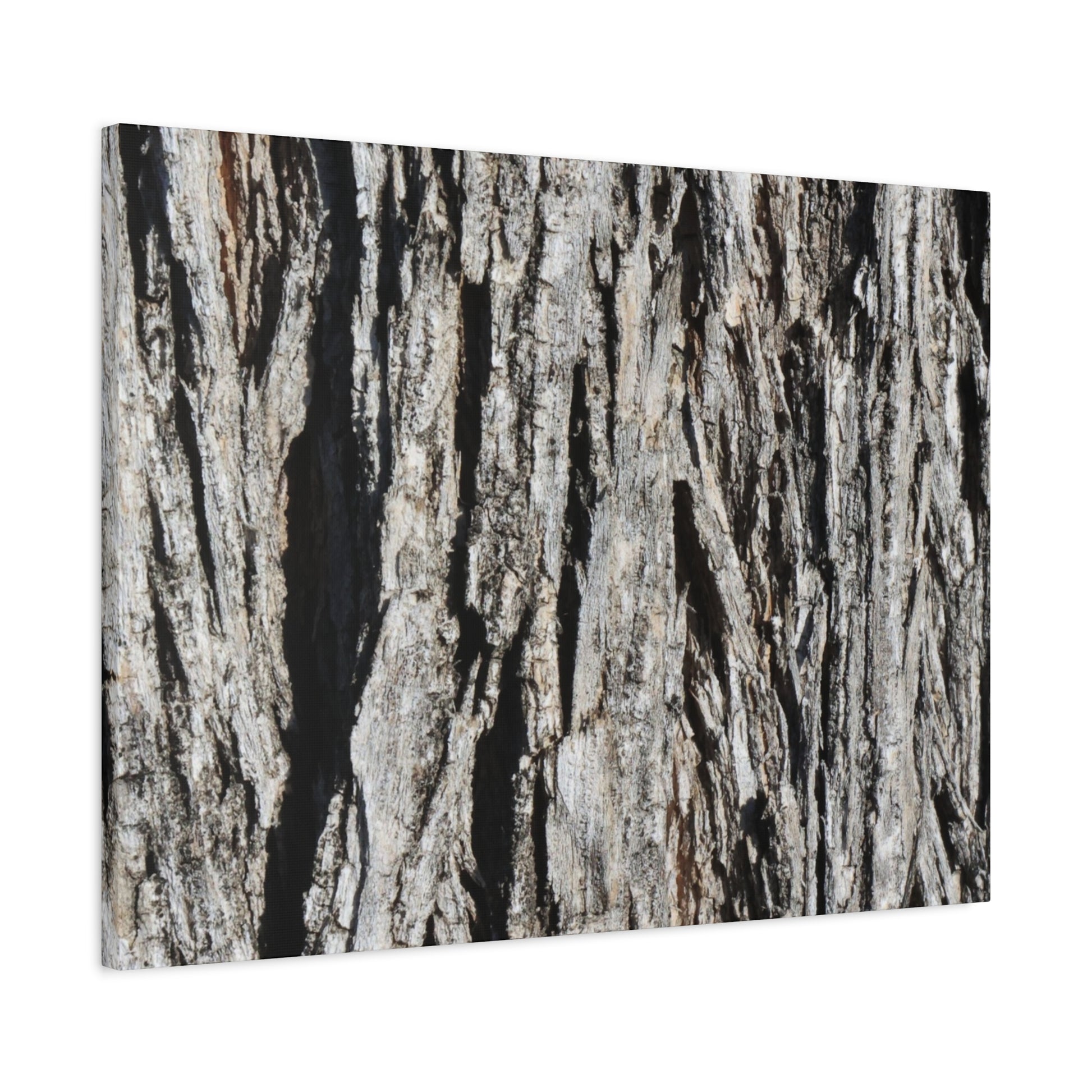 Bark Layers in Monochrome - Unique Frameless Canvas Wall Art - Art By Earth