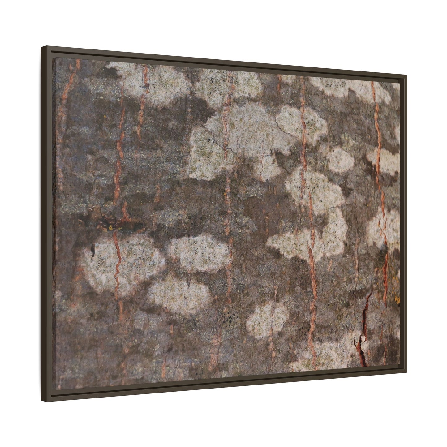 Lichen's Legacy - Unique Stretched Canvas Wall Art - Art By Earth