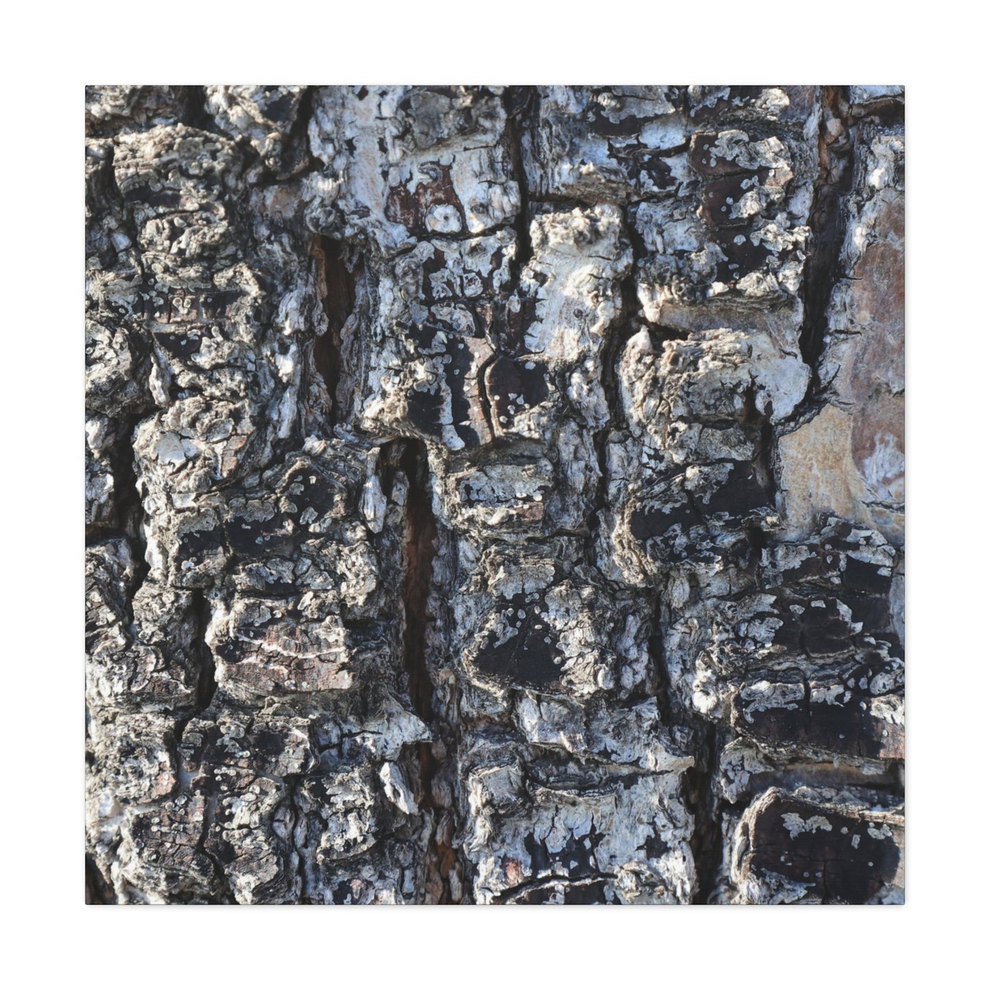 Textured Whispers of the Ancient Tree - Unique Frameless Canvas Wall Art - Art By Earth