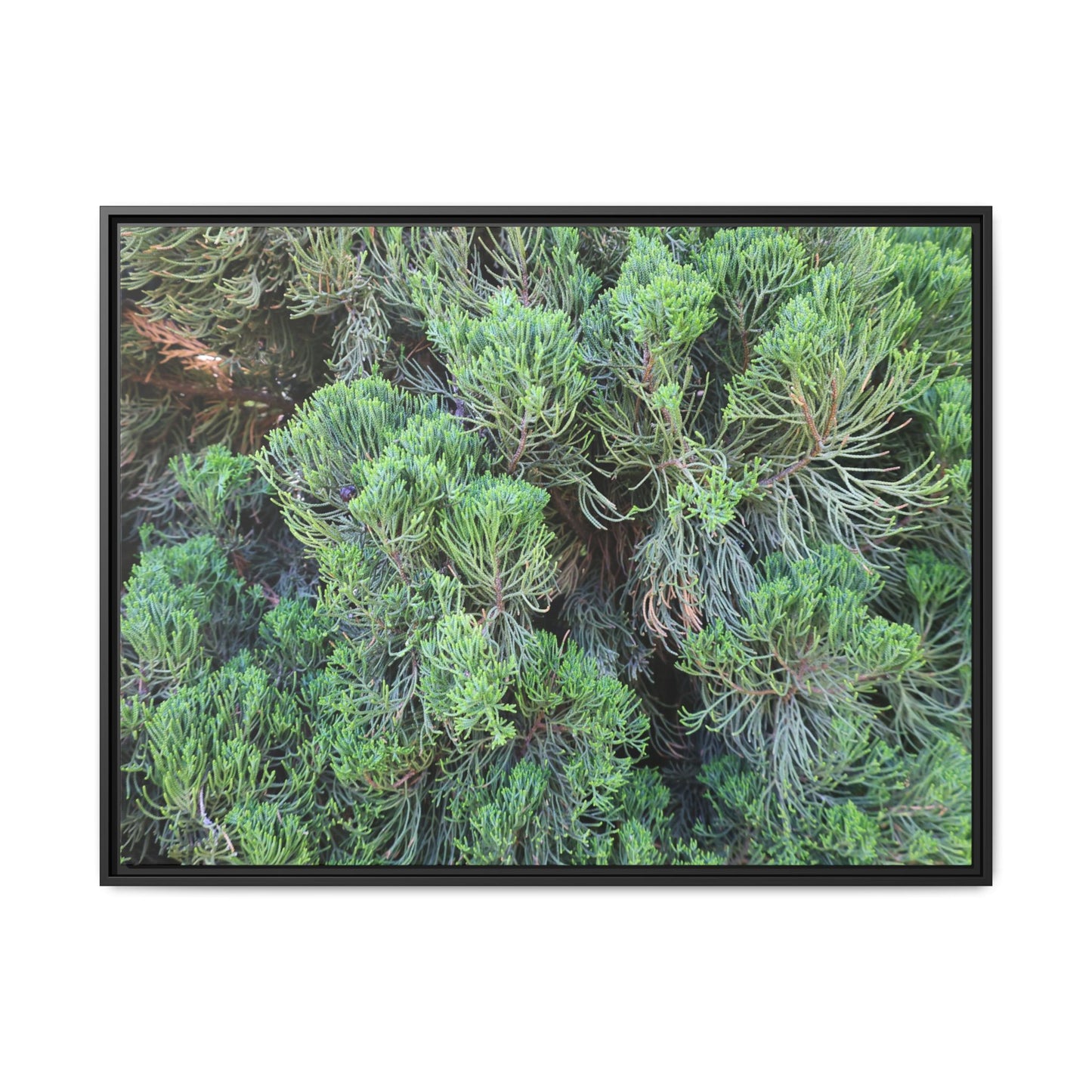 Verdant Whispers - Unique Stretched Canvas Wall Art - Art By Earth