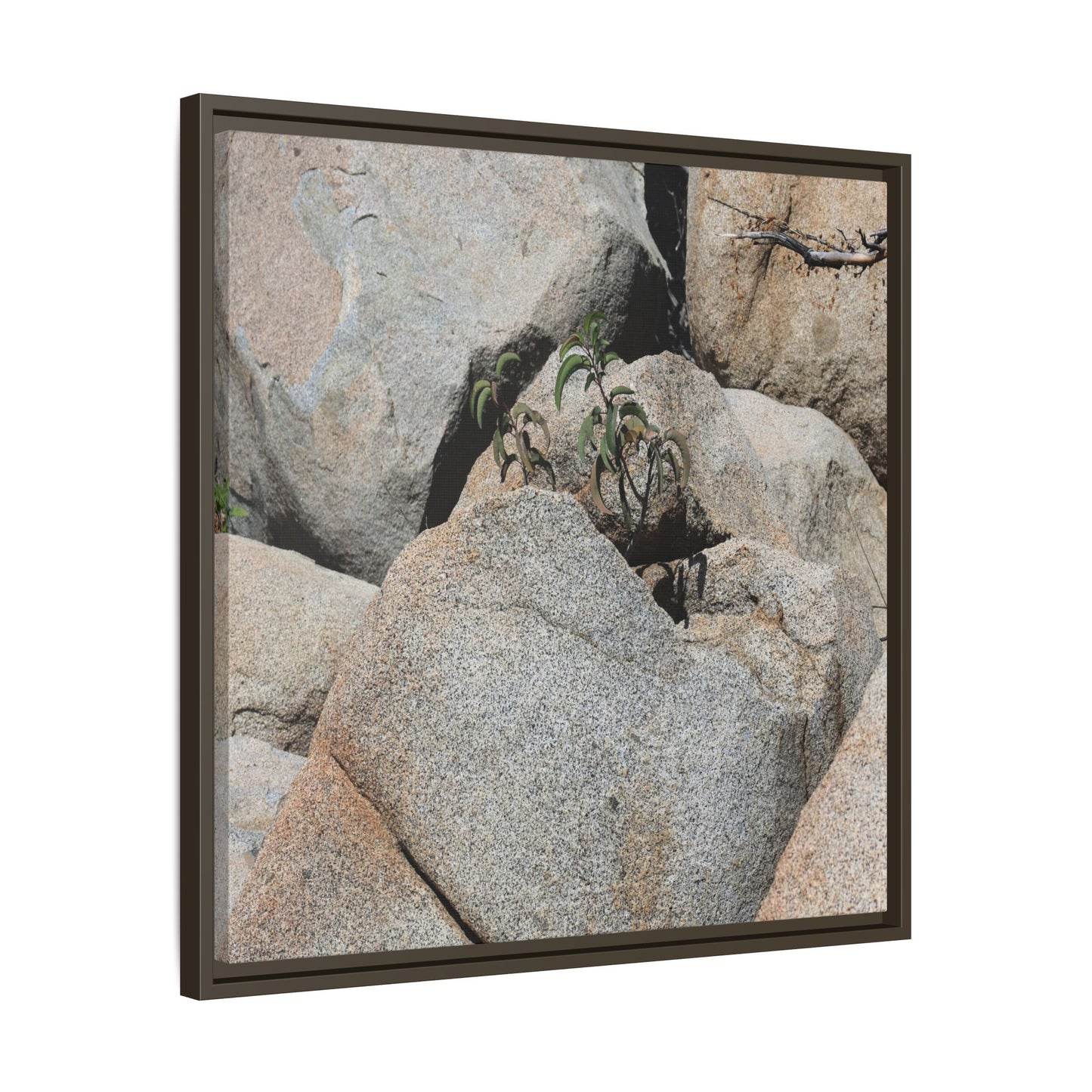 Desert Plant Thriving Among Rocks - Unique Stretched Canvas Wall Art