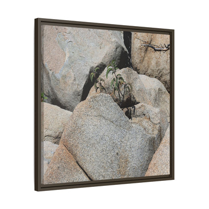 Desert Plant Thriving Among Rocks - Unique Stretched Canvas Wall Art