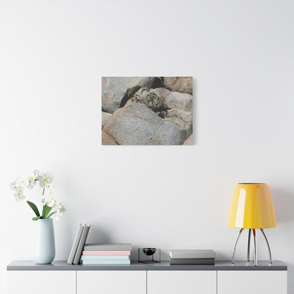 Desert Plant Survives - Unique Frameless Canvas Wall Art