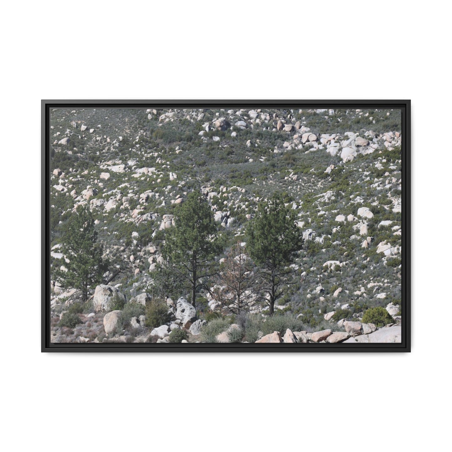 Rocky Hillside with Pine Trees - Unique Stretched Canvas Wall Art - Art By Earth