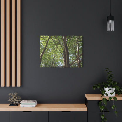 Canopy of Light - Unique Frameless Canvas Wall Art