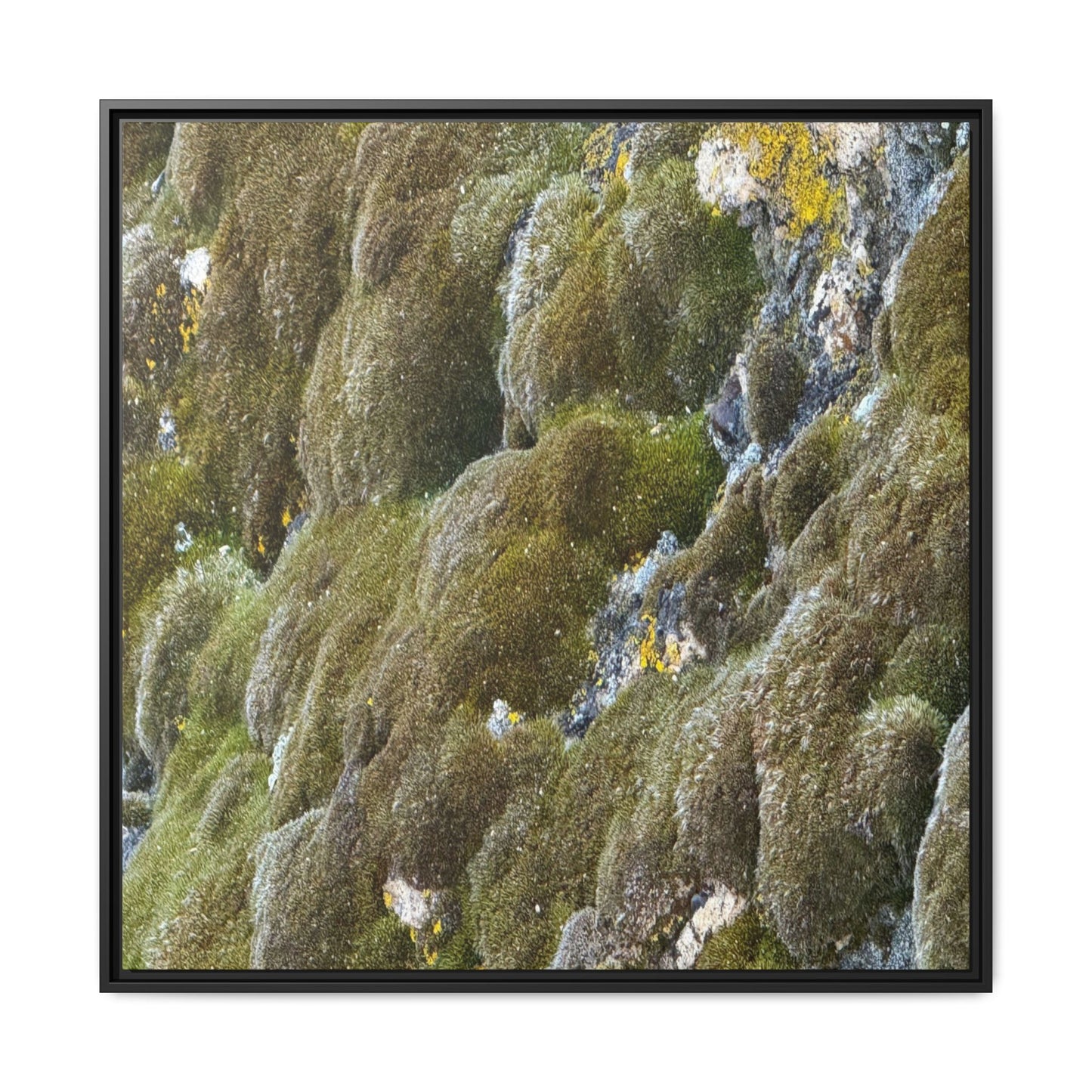 Moss Symphony - Unique Stretched Canvas Wall Art