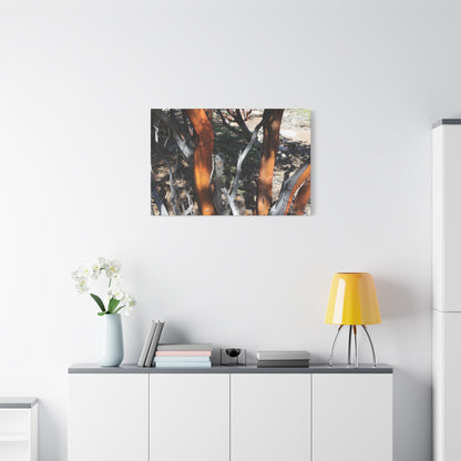 Peeling Bark of Ancient Trees - Unique Frameless Canvas Wall Art