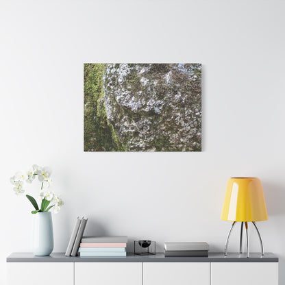 Moss and Stone Whispers - Unique Frameless Canvas Wall Art - Art By Earth