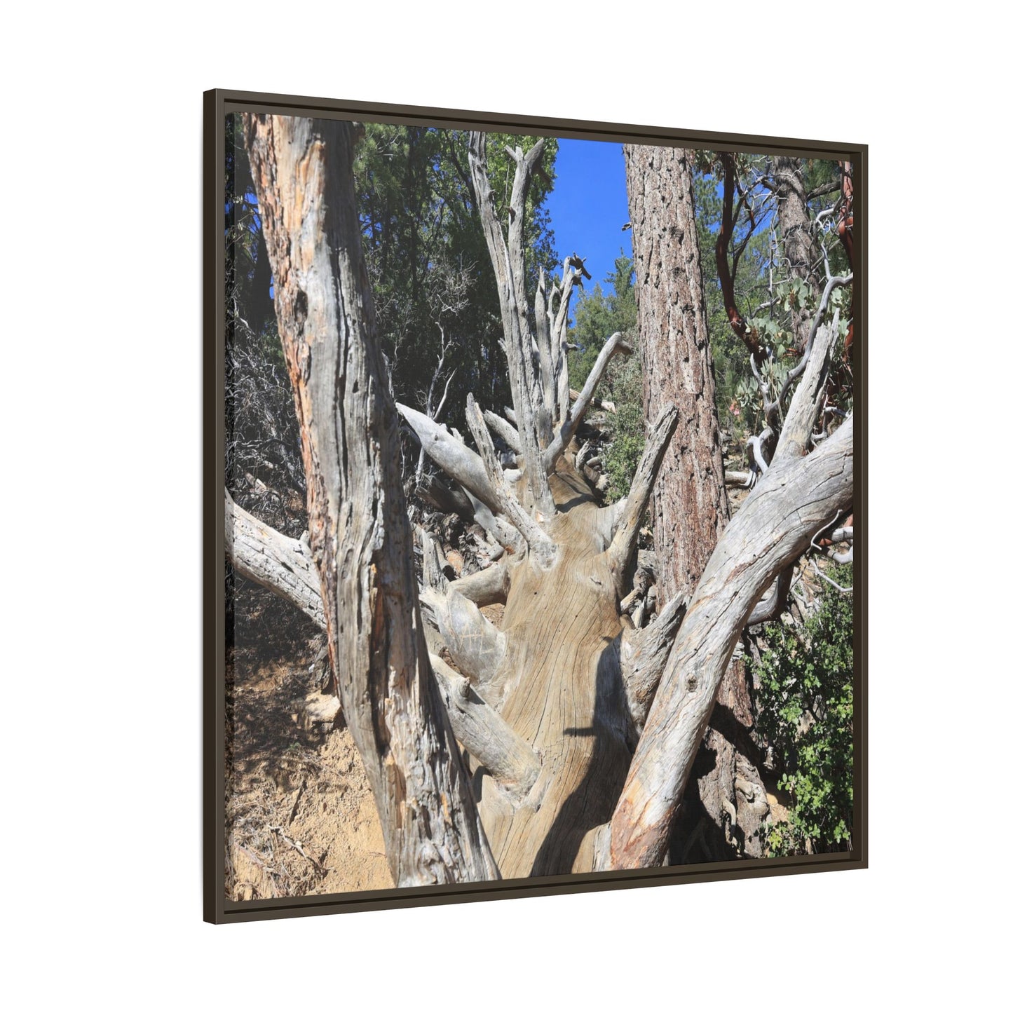 Forest Sentinels - Unique Stretched Canvas Wall Art