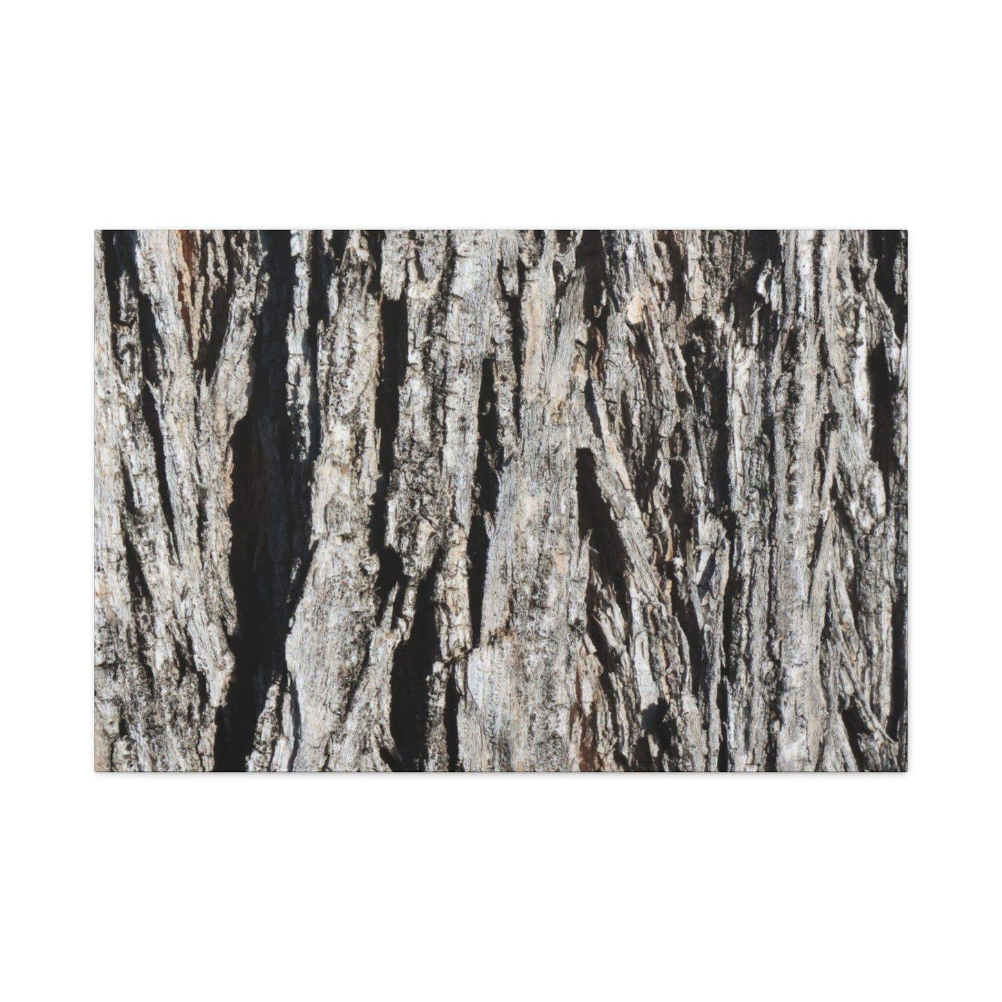 Bark Layers in Monochrome - Unique Frameless Canvas Wall Art - Art By Earth