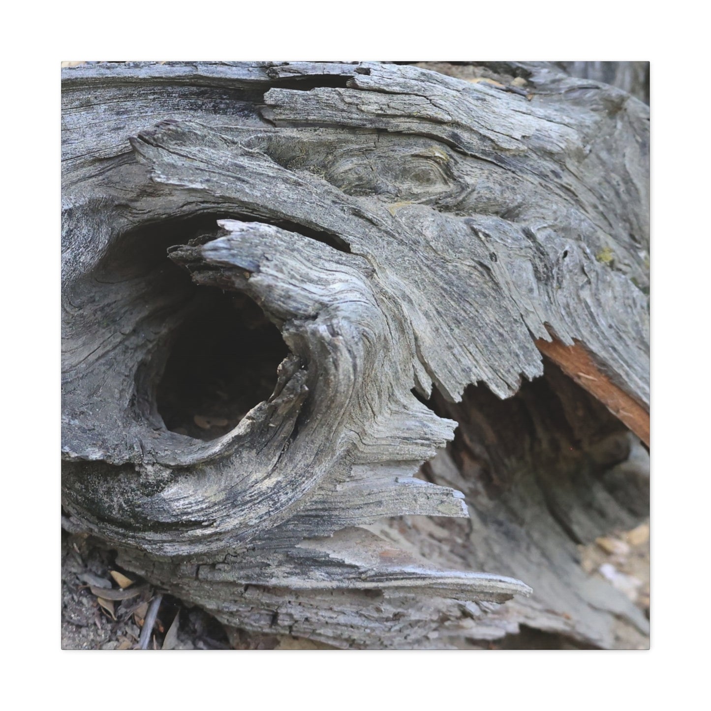 Twisted Whispers of the Forest Floor - Unique Frameless Canvas Wall Art - Art By Earth